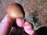 Suillus granulatus image