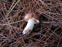 Suillus granulatus image