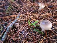 Russula amoenolens image