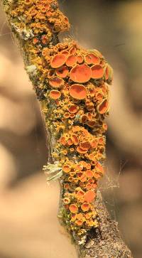 Xanthoria parietina var. parietina image