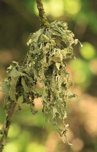 Ramalina fraxinea image