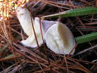 Suillus granulatus image