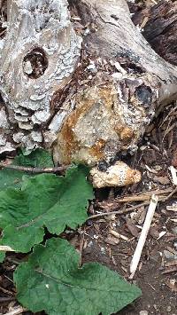 Polyporus squamosus image