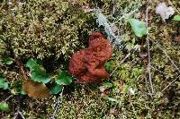 Gyromitra esculenta image