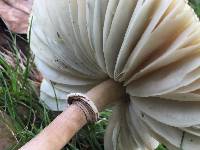 Chlorophyllum molybdites image