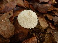 Lycoperdon perlatum image