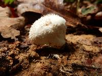 Lycoperdon perlatum image