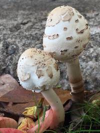 Chlorophyllum molybdites image