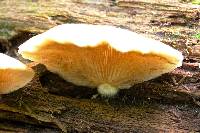 Crepidotus mollis image