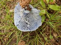 Lactarius indigo image