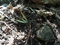 Clavaria fragilis image