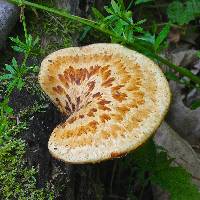 Polyporus squamosus image