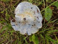 Lactarius indigo image