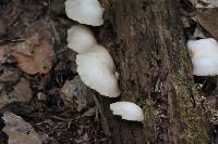 Crepidotus mollis image