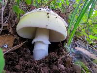 Amanita vernicoccora image