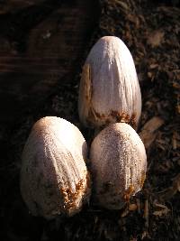 Coprinopsis atramentaria image