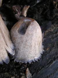 Coprinopsis atramentaria image