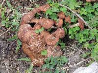 Armillaria tabescens image