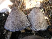 Coprinopsis atramentaria image