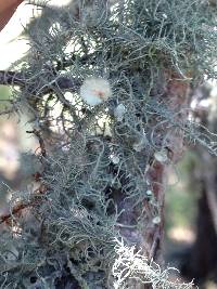 Usnea intermedia image