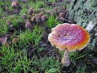 Amanita muscaria image