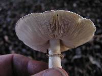 Leucoagaricus leucothites image