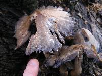 Coprinopsis atramentaria image