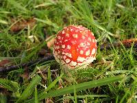 Amanita muscaria image