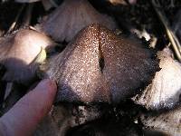 Coprinopsis atramentaria image