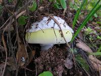 Amanita vernicoccora image