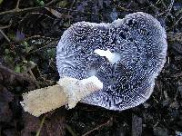 Stropharia rugosoannulata image