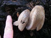 Coprinopsis atramentaria image