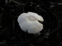 Leucoagaricus leucothites image