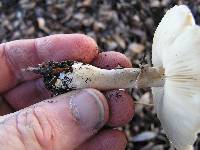 Leucoagaricus leucothites image