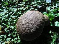 Calvatia craniiformis image