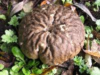 Calvatia craniiformis image