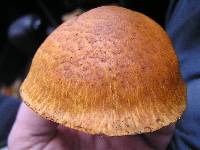 Gymnopilus junonius image