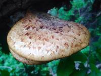 Polyporus squamosus image