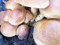 Gymnopilus junonius image