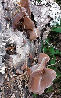 Auricularia americana image