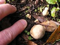 Calvatia craniiformis image