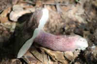 Tylopilus plumbeoviolaceus image