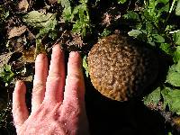 Calvatia craniiformis image