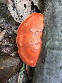 Pycnoporus cinnabarinus image