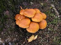 Gymnopilus junonius image