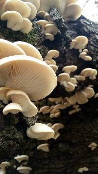 Pleurotus ostreatus image