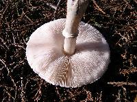 Leucoagaricus leucothites image