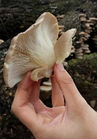 Pleurotus ostreatus image