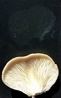 Pleurotus ostreatus image