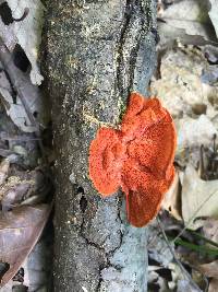 Pycnoporus cinnabarinus image